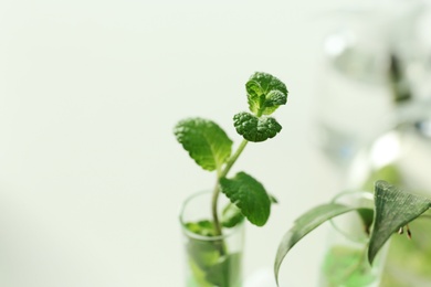 Green plant in test tube on blurred background, closeup. Biological chemistry