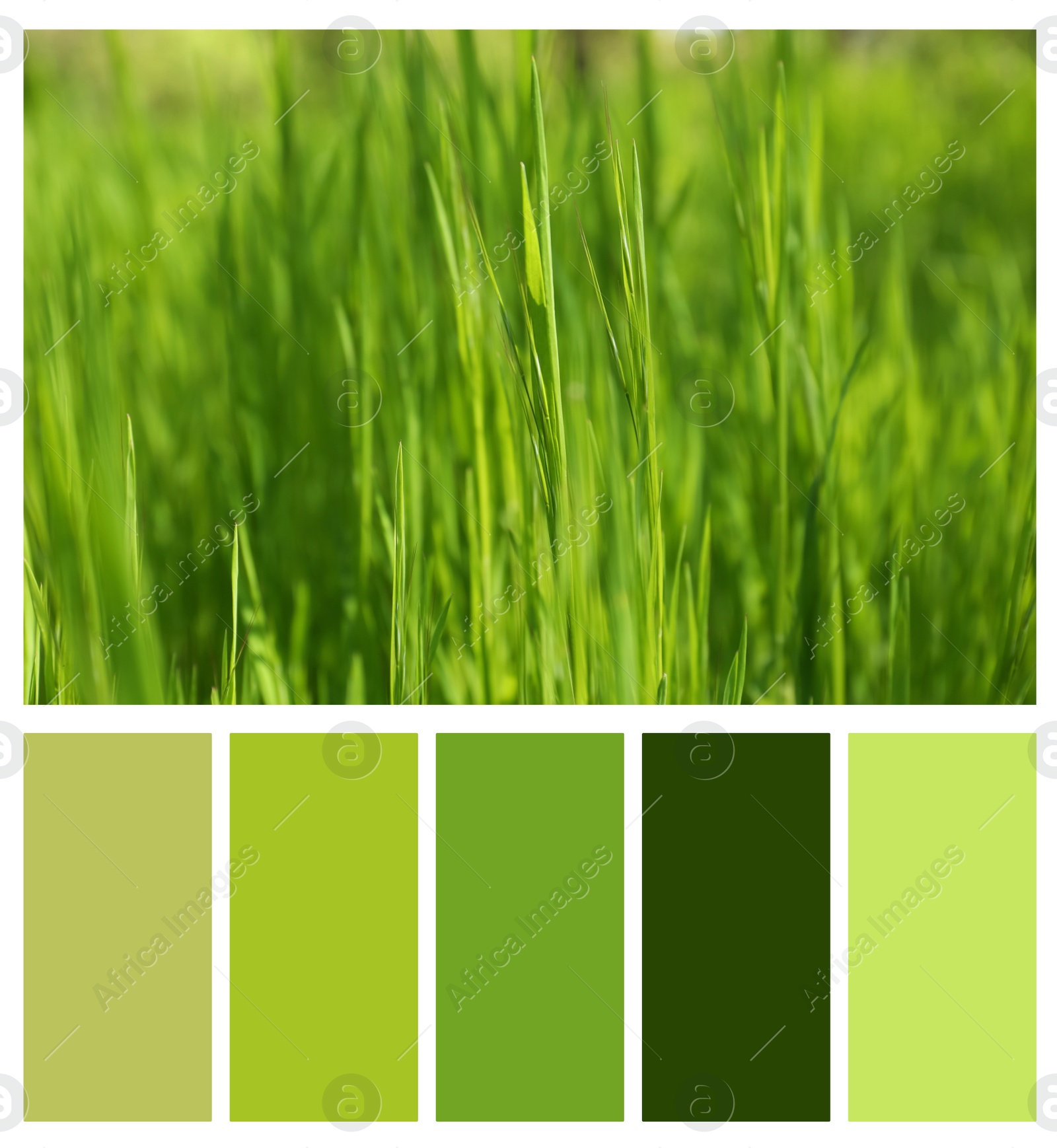 Image of Color palette appropriate to photo of green grass growing outdoors on sunny day, closeup