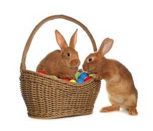 Photo of Adorable furry Easter bunnies and wicker basket with dyed eggs on white background