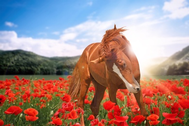 Image of Beautiful chestnut horse in poppy field near mountains at sunrise