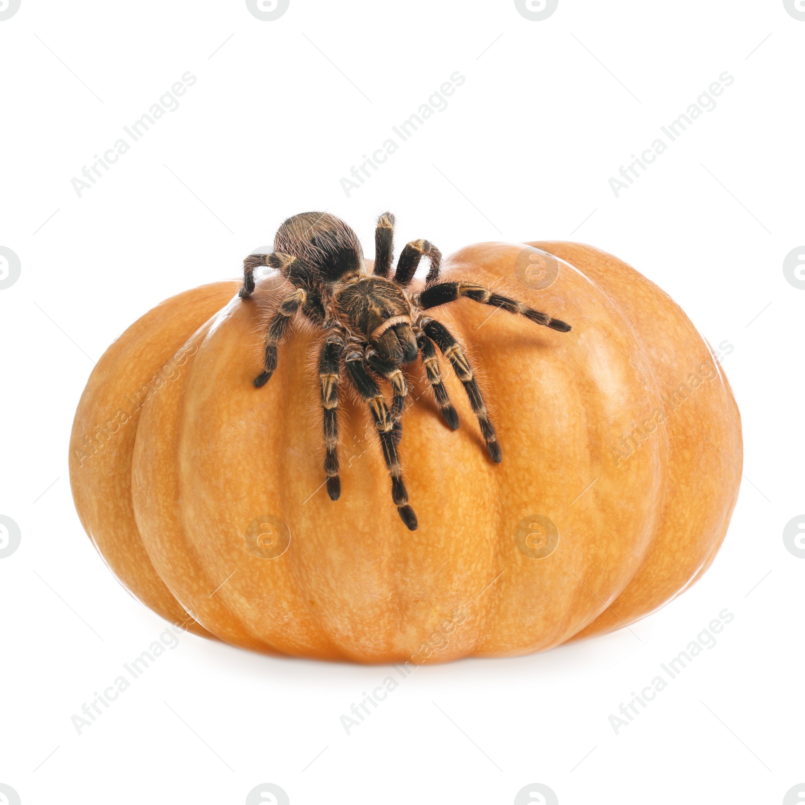 Photo of Striped knee tarantula and pumpkin isolated on white. Halloween celebration