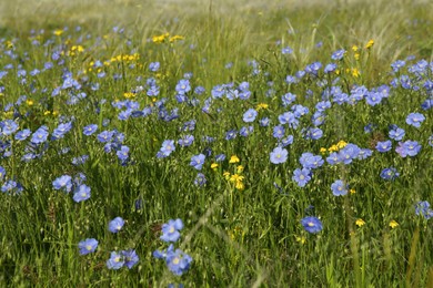 Photo of Beautiful flowers growing in meadow on sunny day