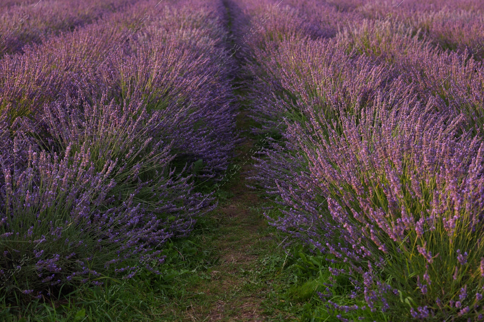 Photo of View of beautiful blooming lavender growing in field