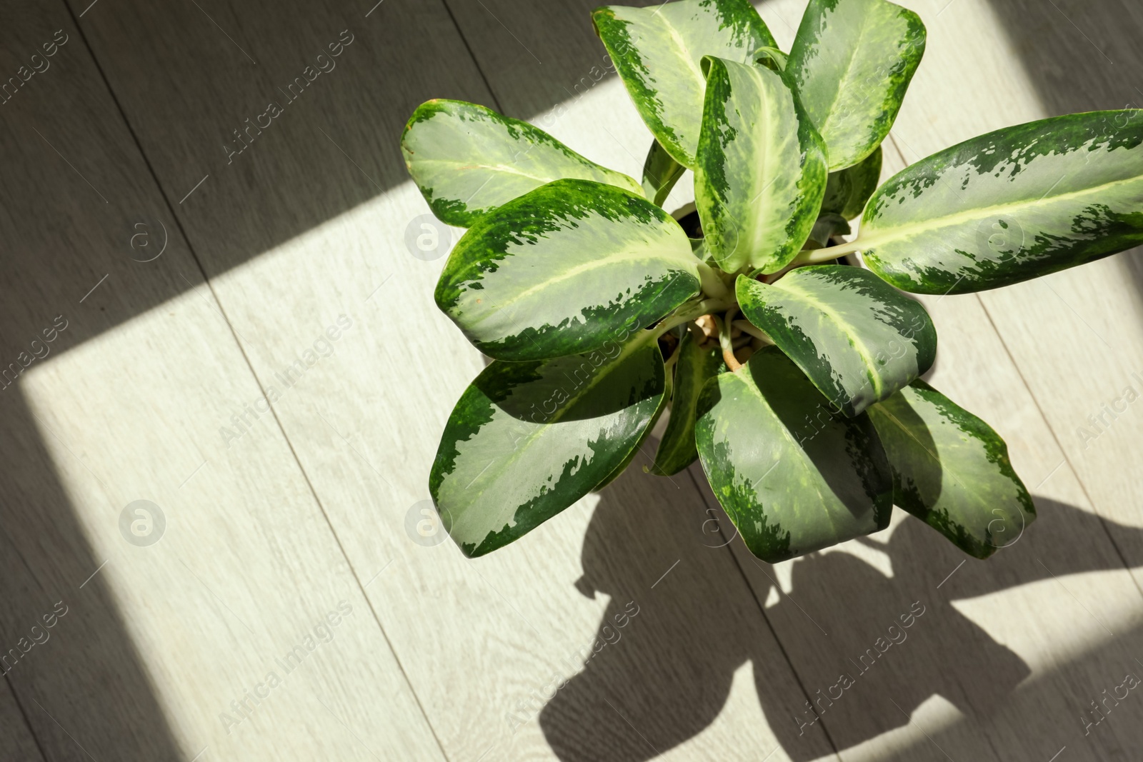 Photo of Beautiful green houseplant casting shadow on wooden floor indoors, top view. Space for text