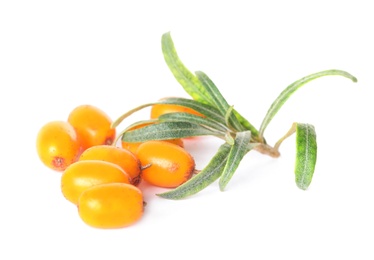 Fresh ripe sea buckthorn berries with leaves on white background