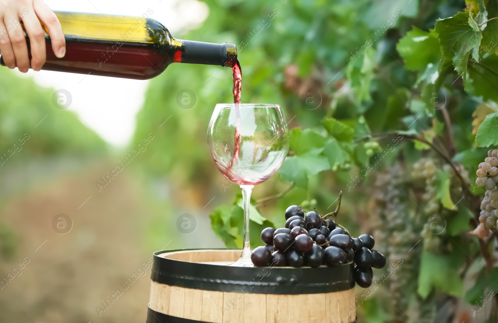 Photo of Woman pouring red wine into glass on barrel in vineyard