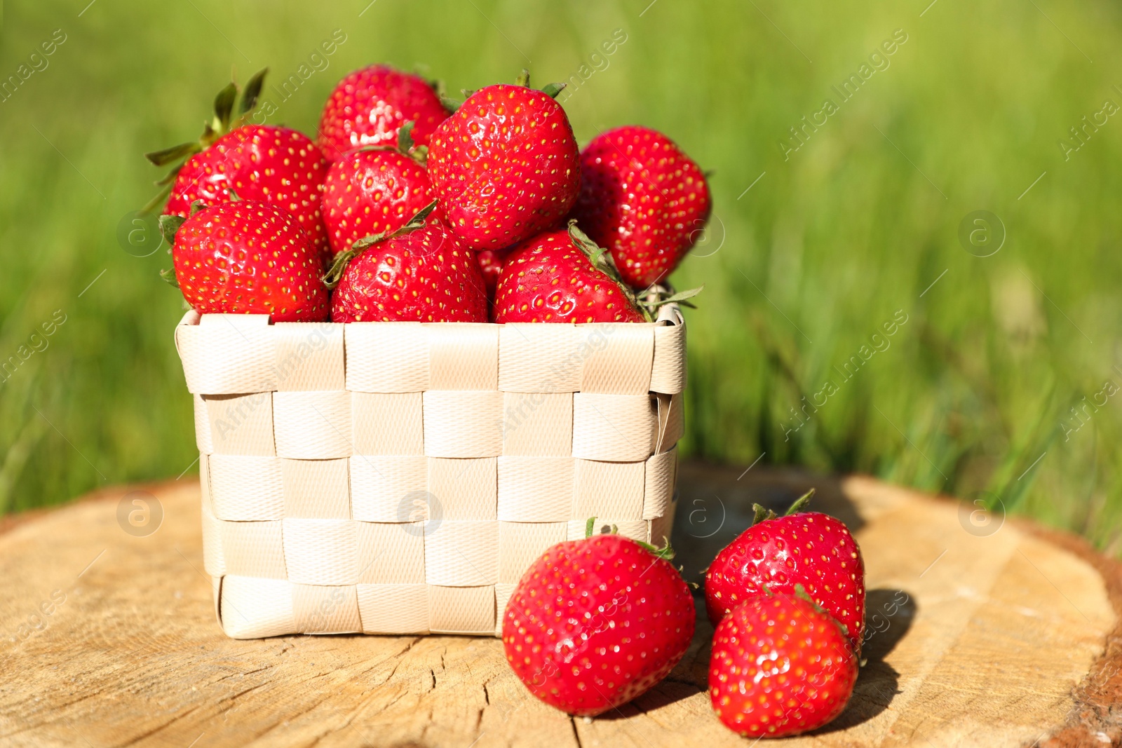 Photo of Basket and ripe strawberries on tree stump outdoors, closeup