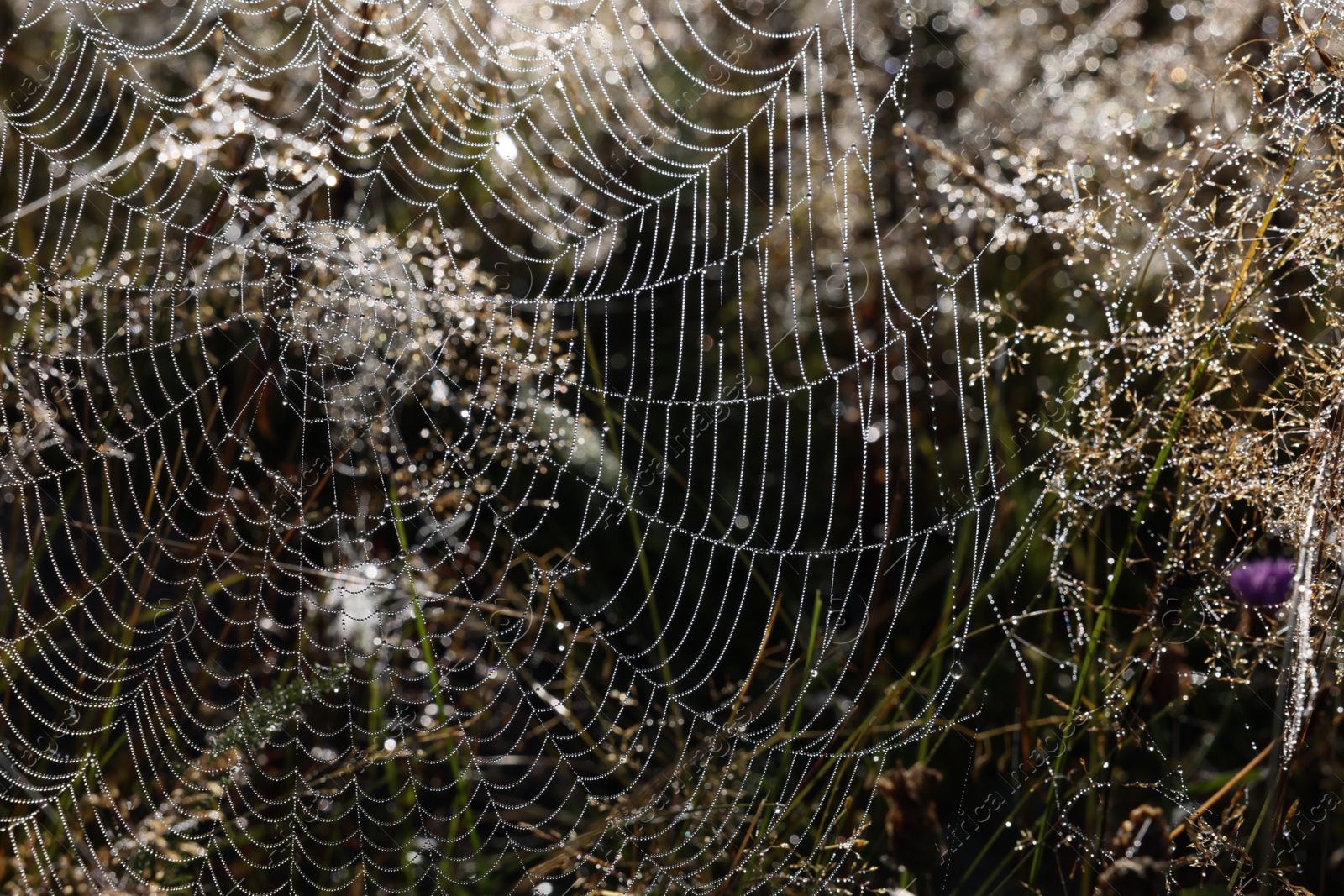 Photo of Beautiful cobweb with dew drops on grass in morning