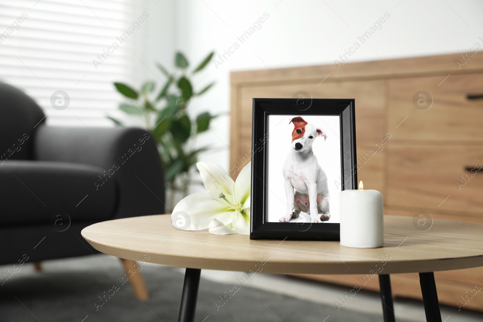 Photo of Pet funeral. Frame with picture of dog, burning candle and lily flower on wooden table indoors