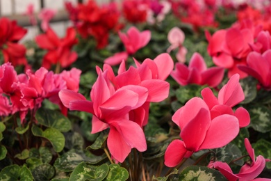 Photo of Many blooming flowers, closeup view. Home gardening