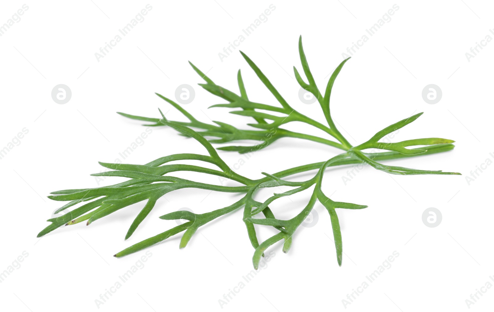 Photo of Sprig of fresh dill isolated on white