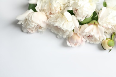 Beautiful blooming peony flowers on white background, top view