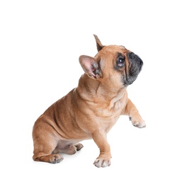 Photo of Cute French bulldog on white background. Funny pet