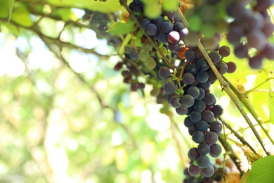 Photo of Bunch of ripe grapes growing at vineyard, closeup