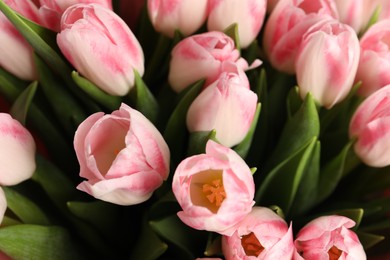 Beautiful bouquet of fresh pink tulips, closeup