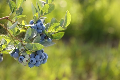 Photo of Wild blueberries growing outdoors on sunny day, closeup. Space for text