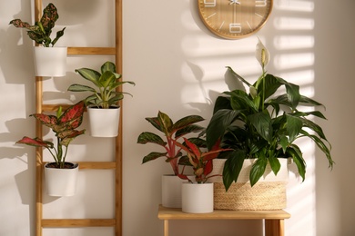 Photo of Exotic houseplants with beautiful leaves and decorative ladder near light wall indoors