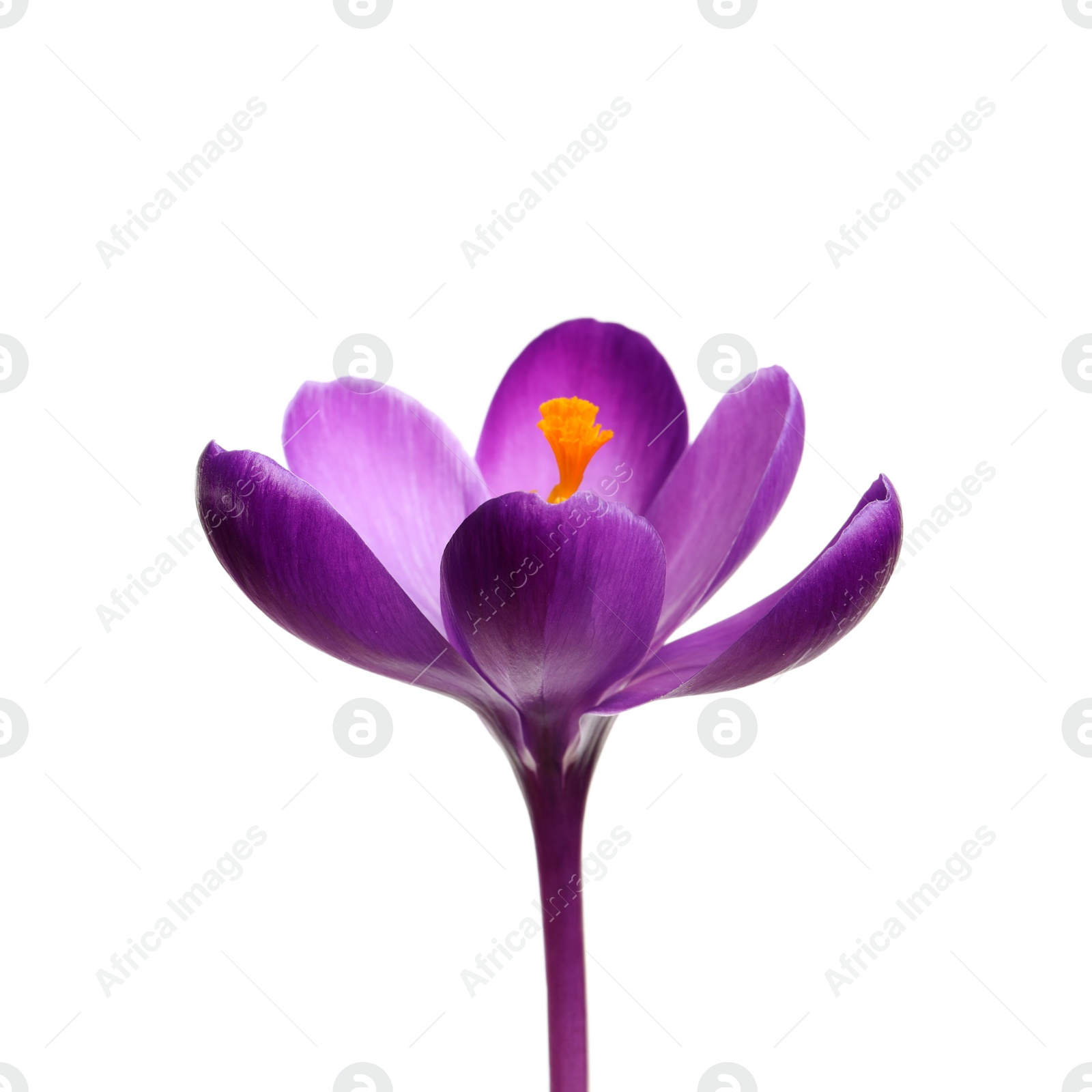 Photo of Beautiful spring crocus flower isolated on white