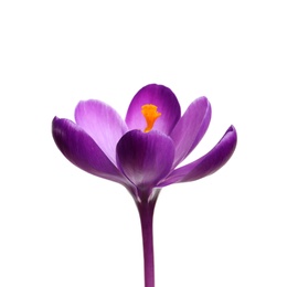 Photo of Beautiful spring crocus flower isolated on white