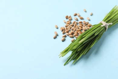 Photo of Sprouts of wheat grass and seeds on light blue background, space for text