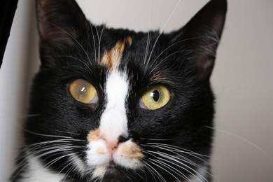 Photo of Cute cat with corneal opacity in eye on light grey background, closeup