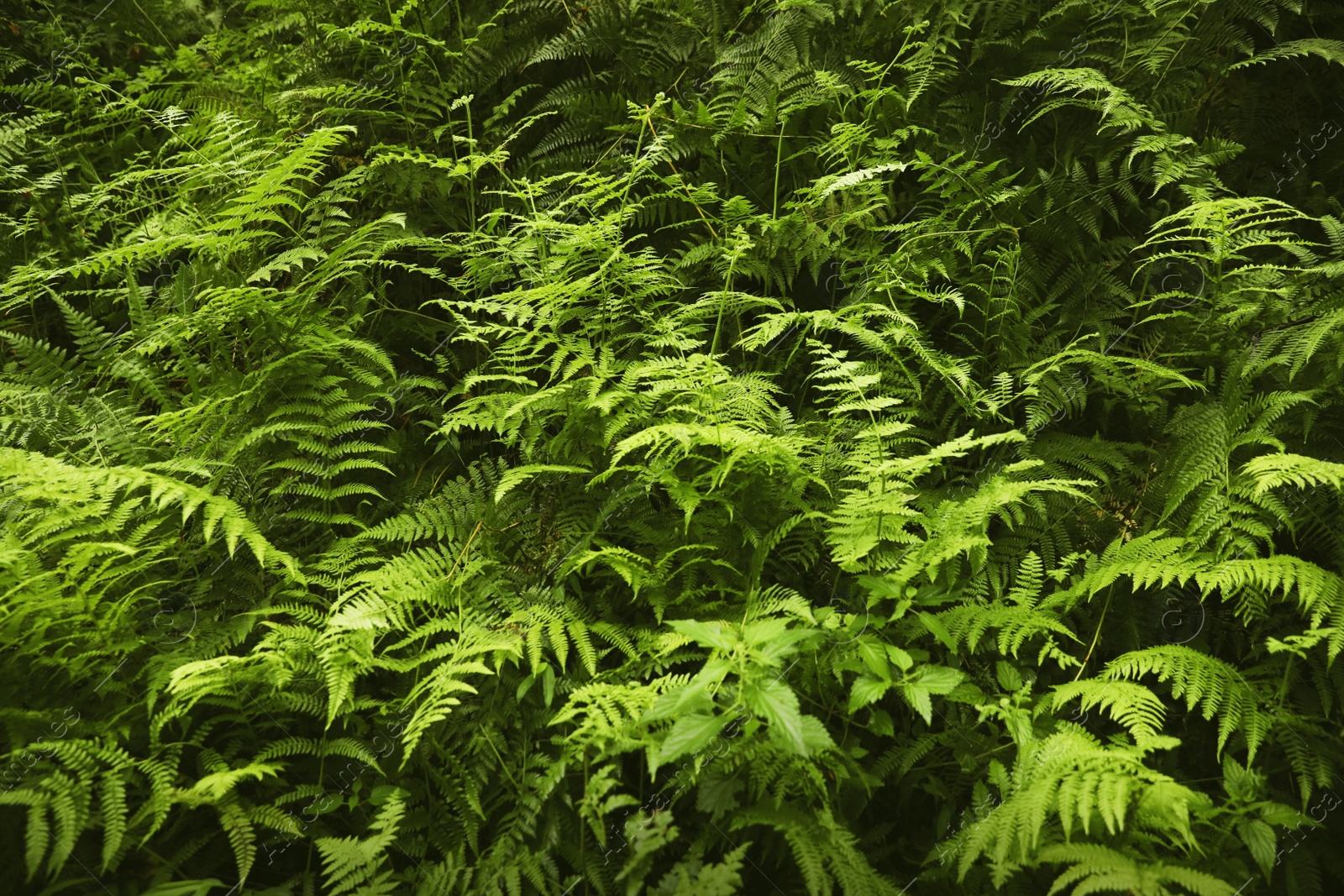 Photo of Beautiful green fern leaves in wild forest