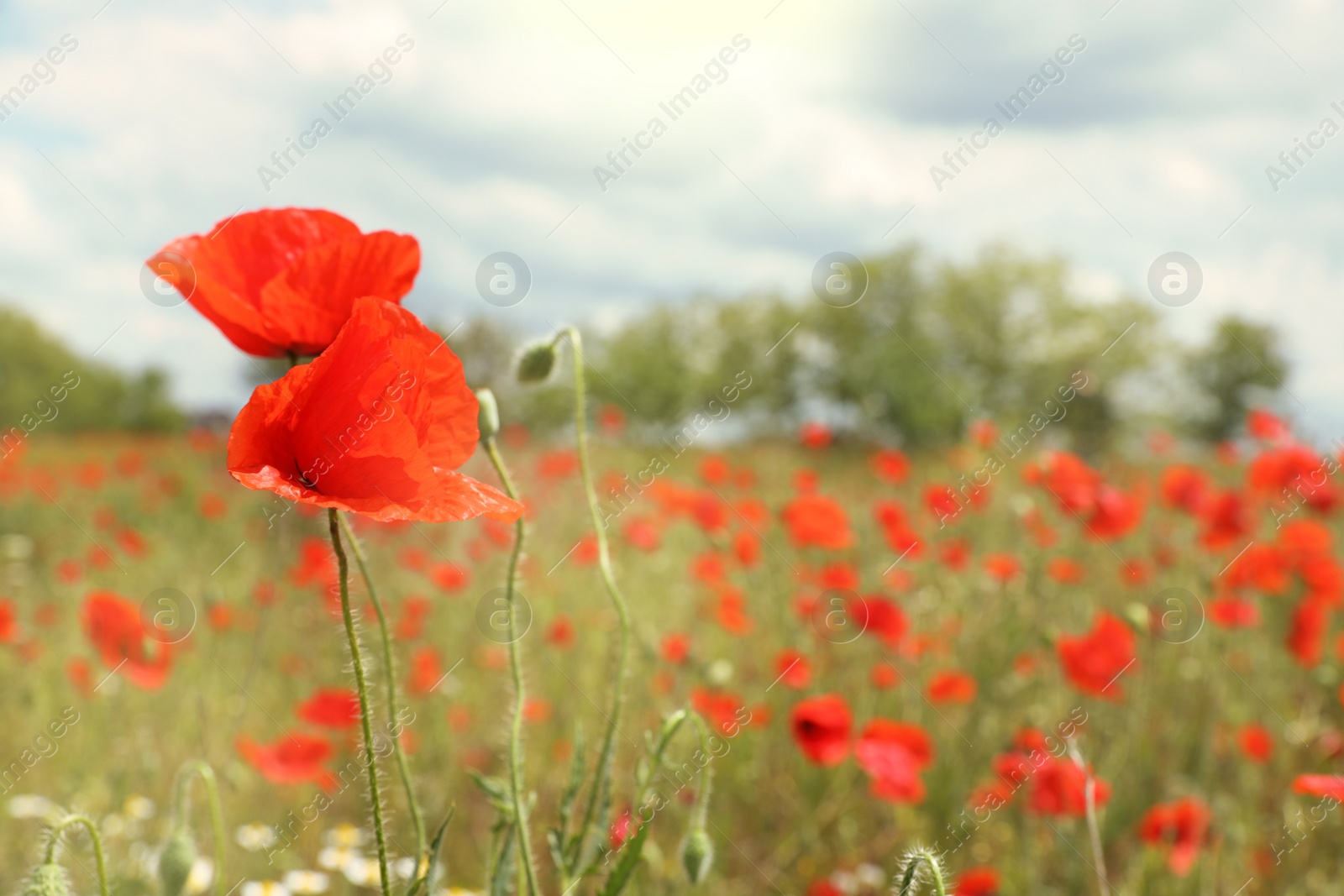 Photo of Beautiful red poppy flowers growing in field, closeup. Space for text