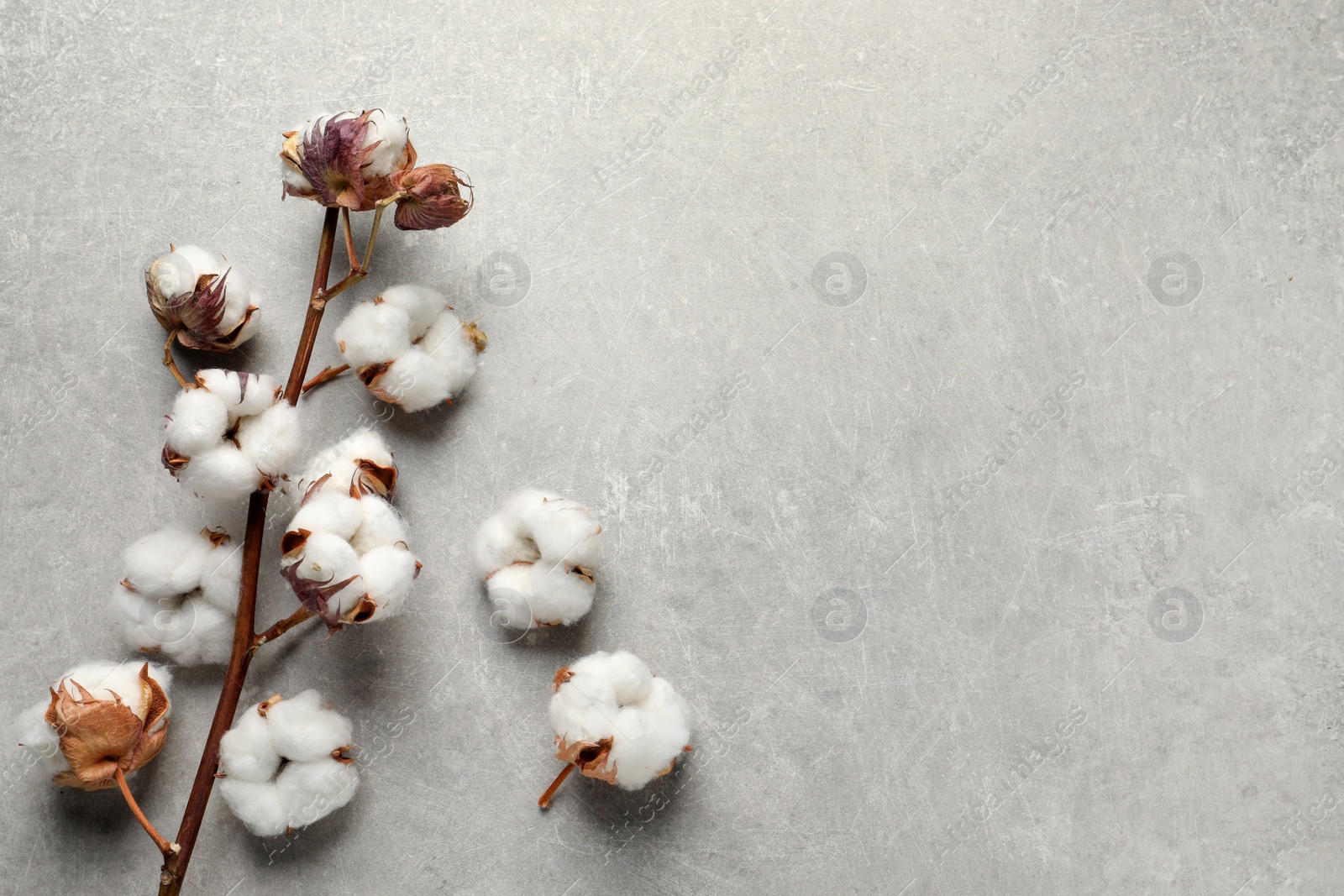 Photo of Dry cotton branch with fluffy flowers on light grey textured background, flat lay. Space for text