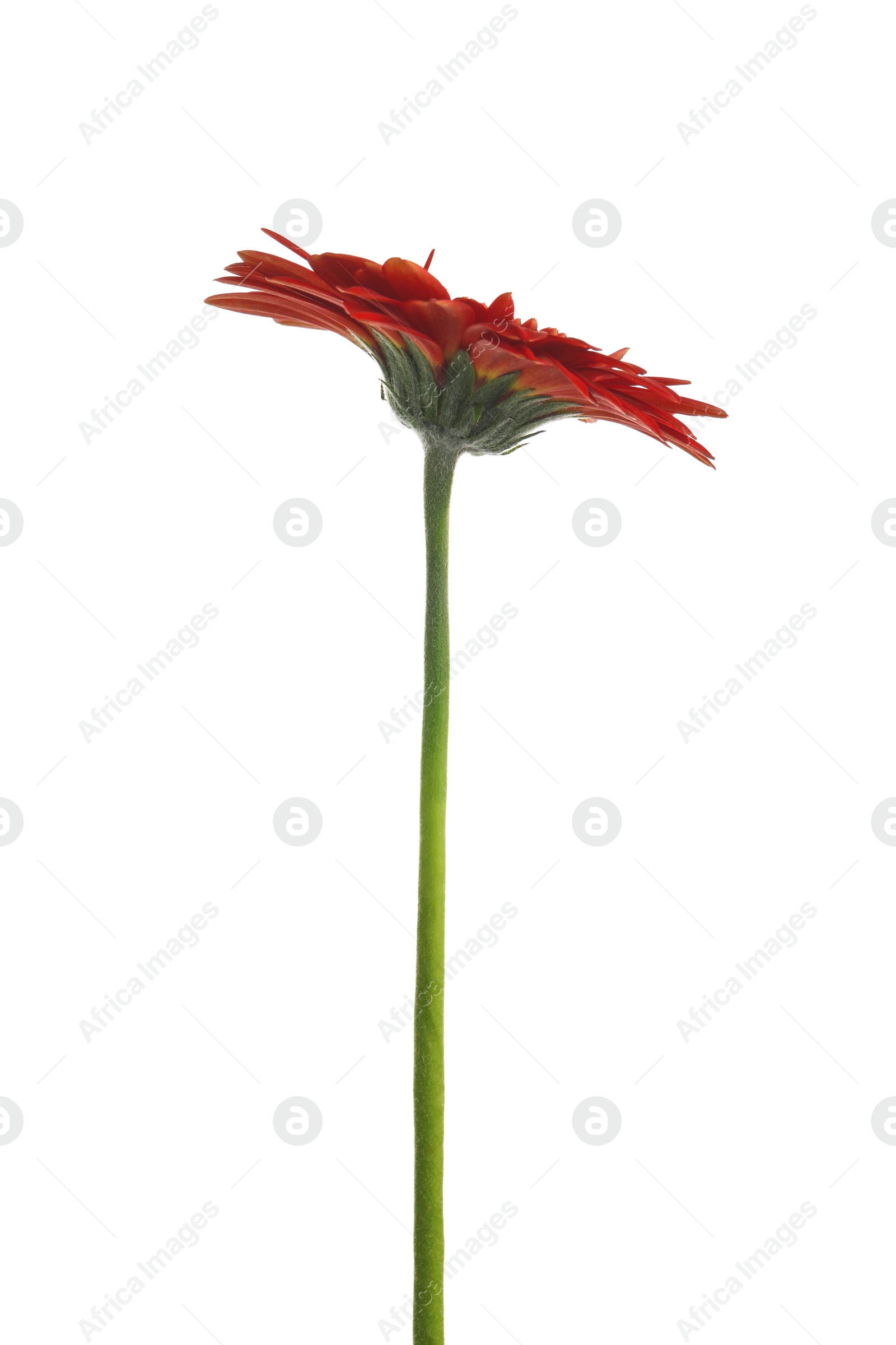 Photo of Beautiful red gerbera flower on white background