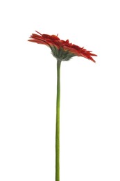 Photo of Beautiful red gerbera flower on white background