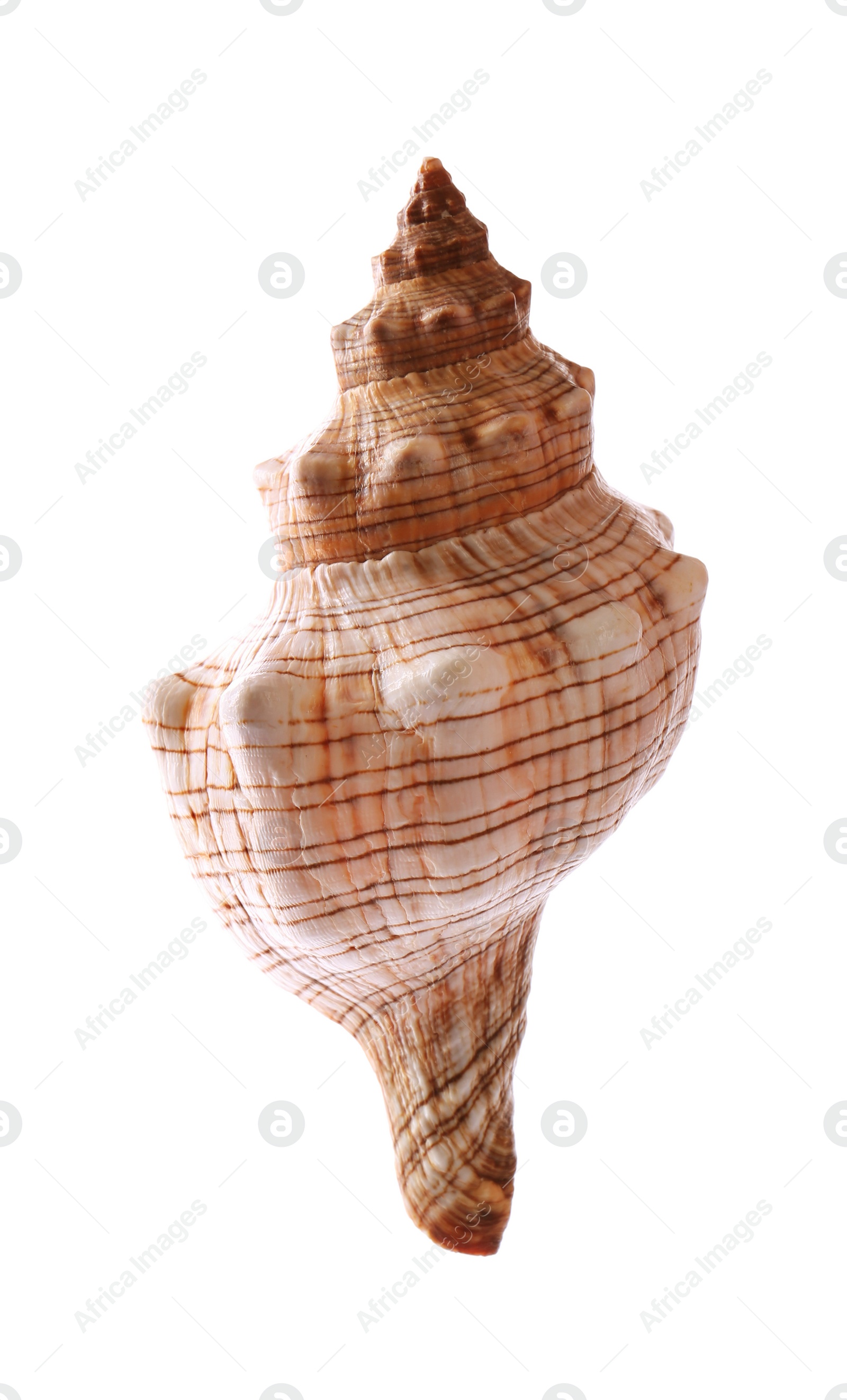 Photo of Beautiful exotic sea shell isolated on white