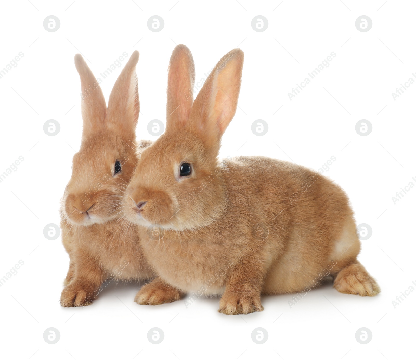 Photo of Cute bunnies isolated on white. Easter symbol