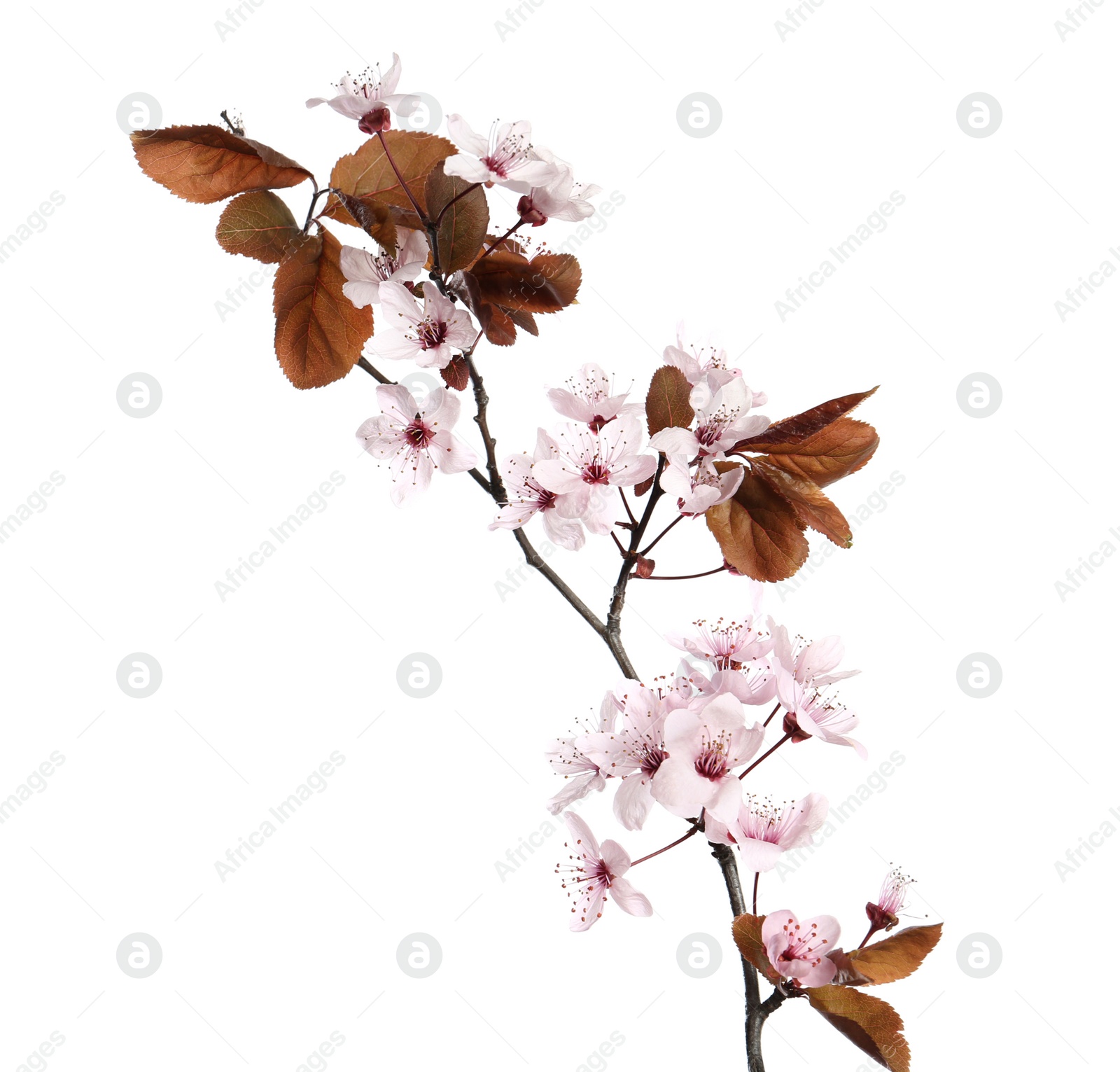 Photo of Branch of plum tree with beautiful blossom isolated on white. Spring season