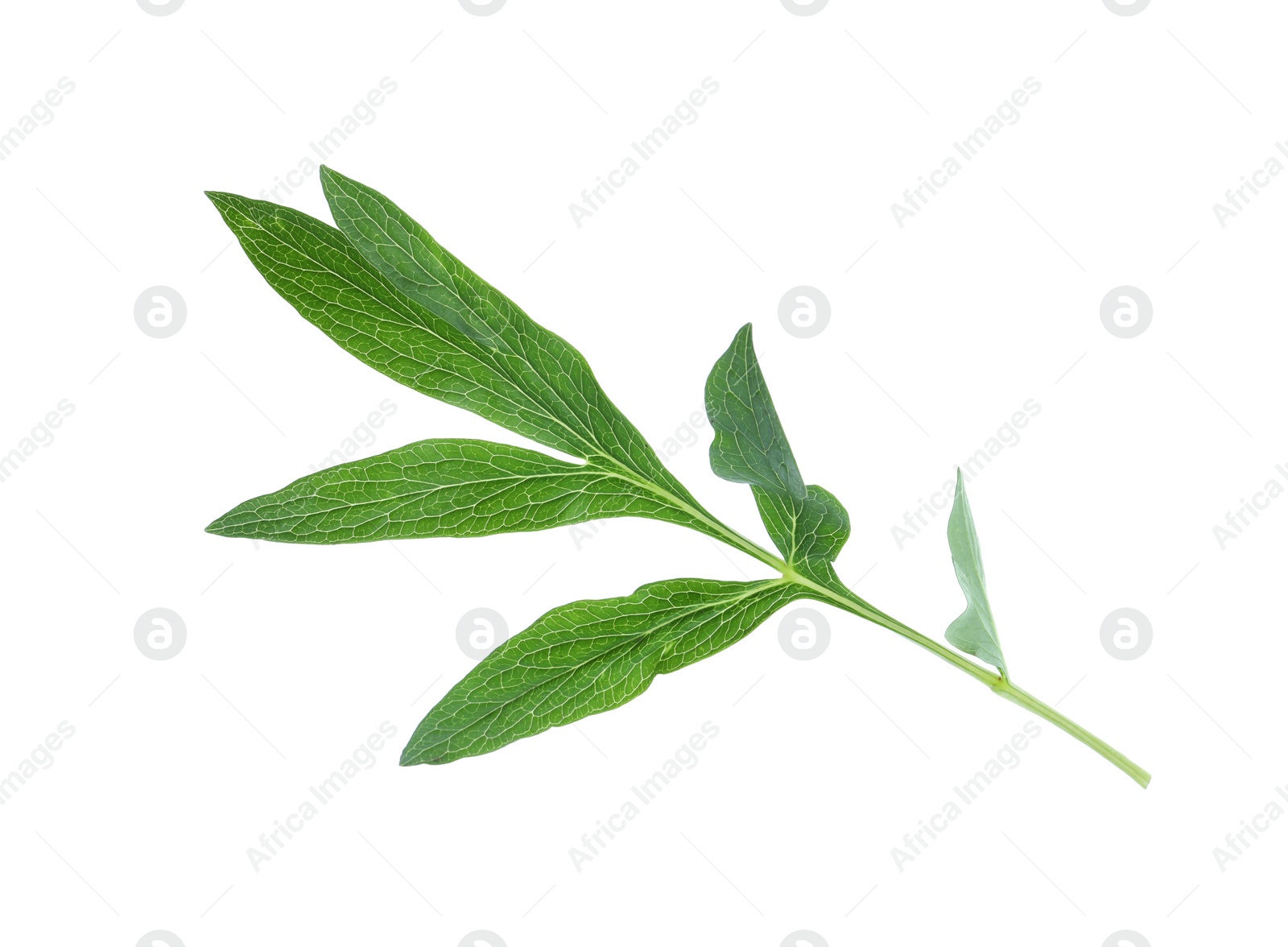 Photo of Fresh leaves of peony plant isolated on white