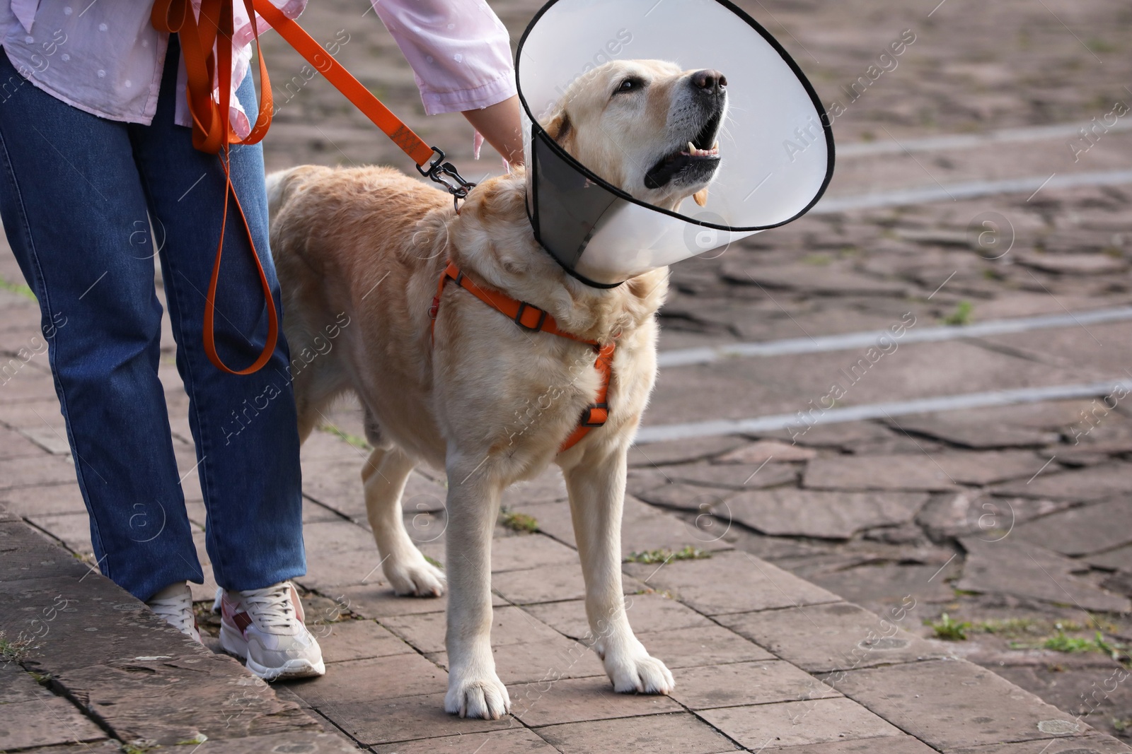 Photo of Woman walking her adorable Labrador Retriever dog in Elizabethan collar outdoors, closeup