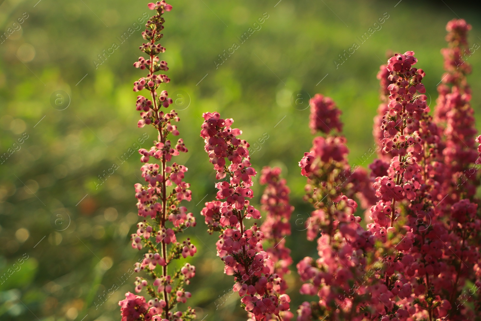 Photo of Heather shrub with beautiful blooming flowers outdoors on sunny day, closeup