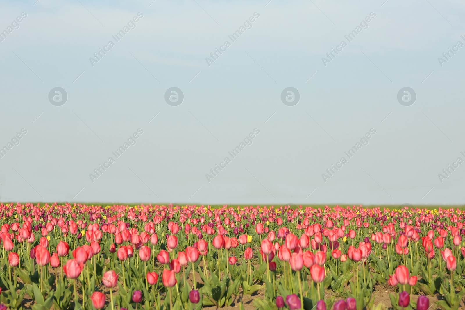 Photo of Field with fresh beautiful tulips. Blooming flowers