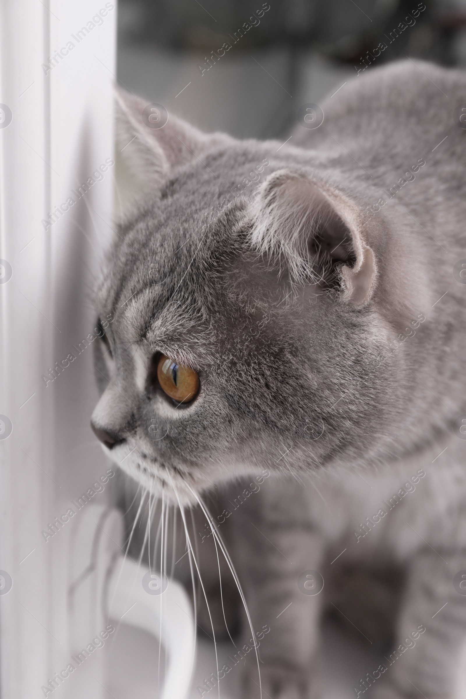 Photo of Cute Scottish straight cat on windowsill indoors, closeup