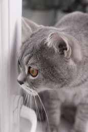 Photo of Cute Scottish straight cat on windowsill indoors, closeup