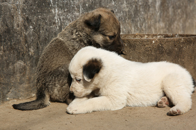 Photo of Stray puppies playing outdoors on sunny day. Baby animals
