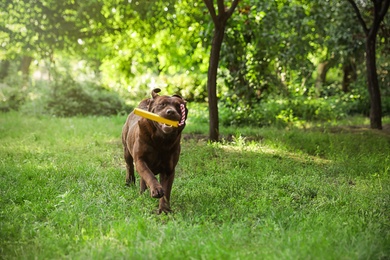 Funny Chocolate Labrador Retriever with toy in green summer park