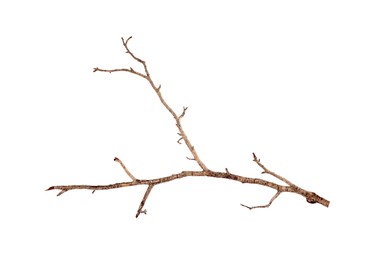 Photo of One dry tree branch isolated on white