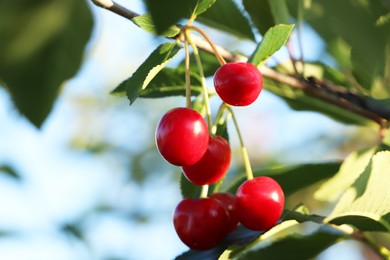 Closeup view of cherry tree with ripe red berries outdoors on sunny day