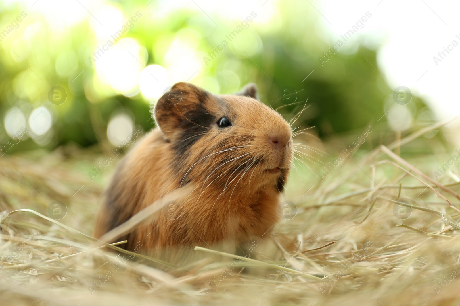 Photo of Cute funny guinea pig and hay outdoors, closeup