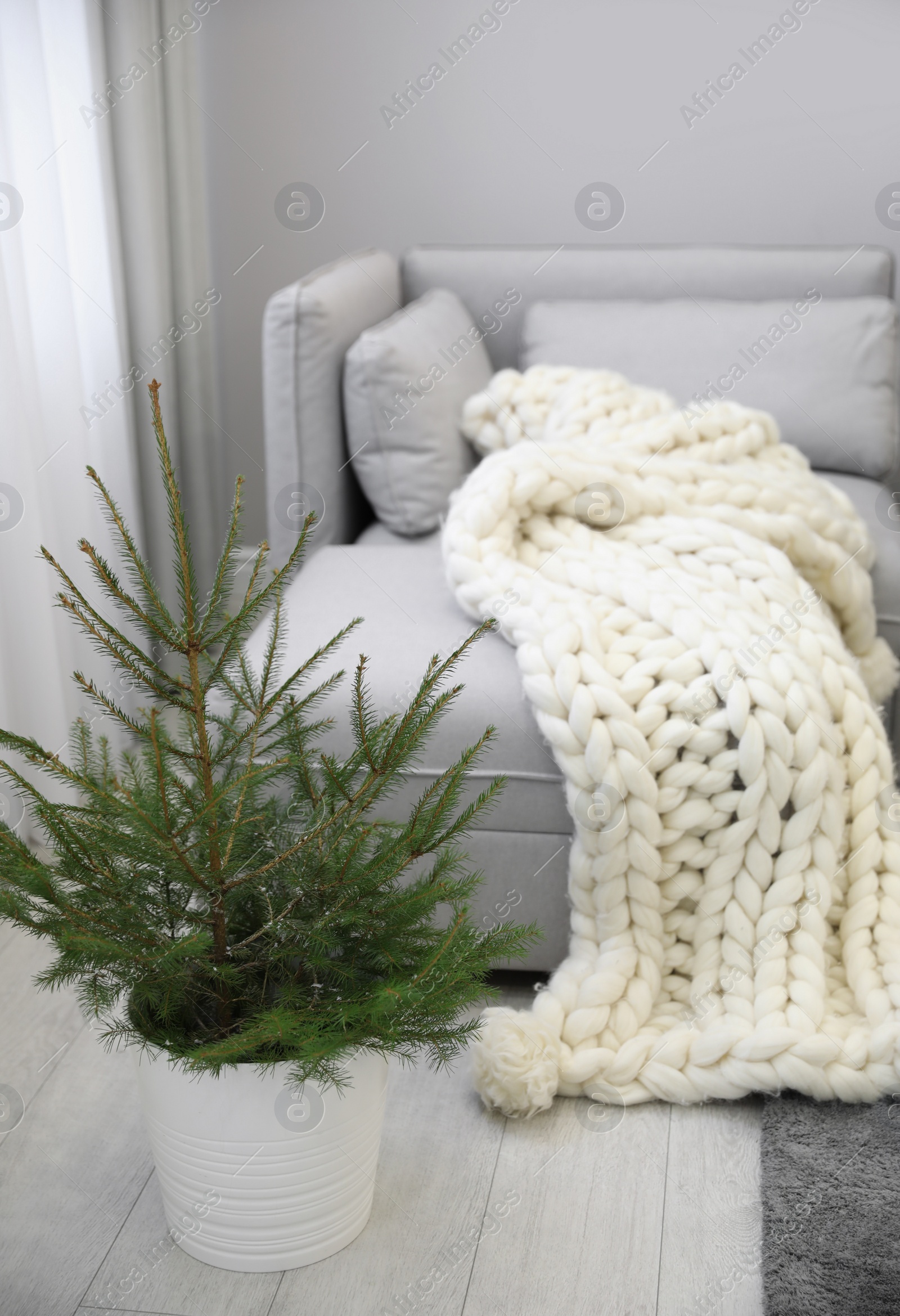 Photo of Stylish living room interior with little fir tree and knitted blanket