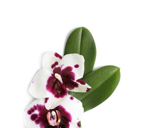 Photo of Beautiful orchid flowers with leaves on white background, top view. Tropical plant