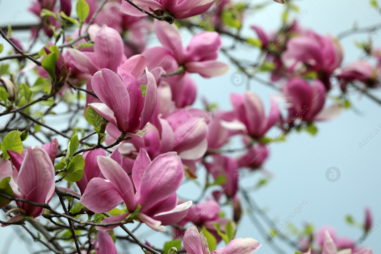 Photo of Beautiful magnolia tree with pink flowers on blurred background, closeup