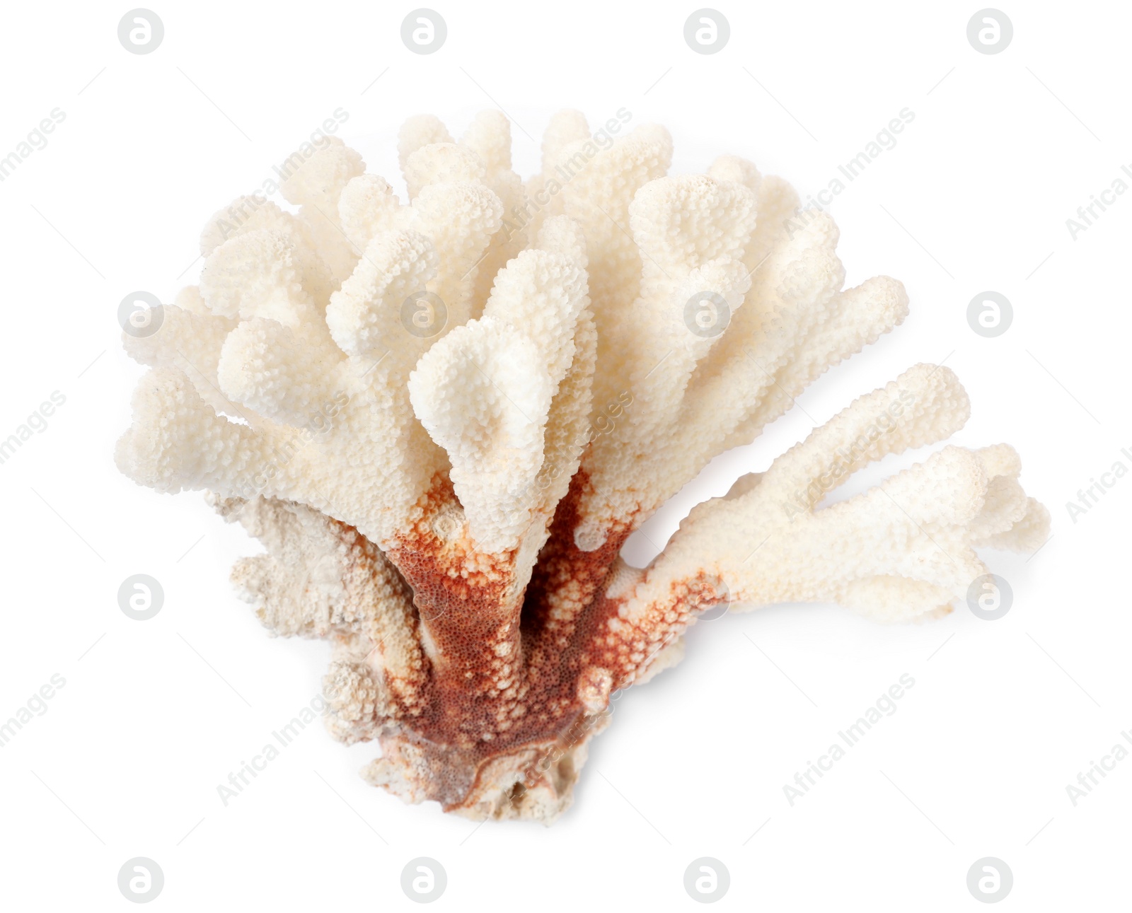 Photo of Beautiful exotic sea coral isolated on white, top view