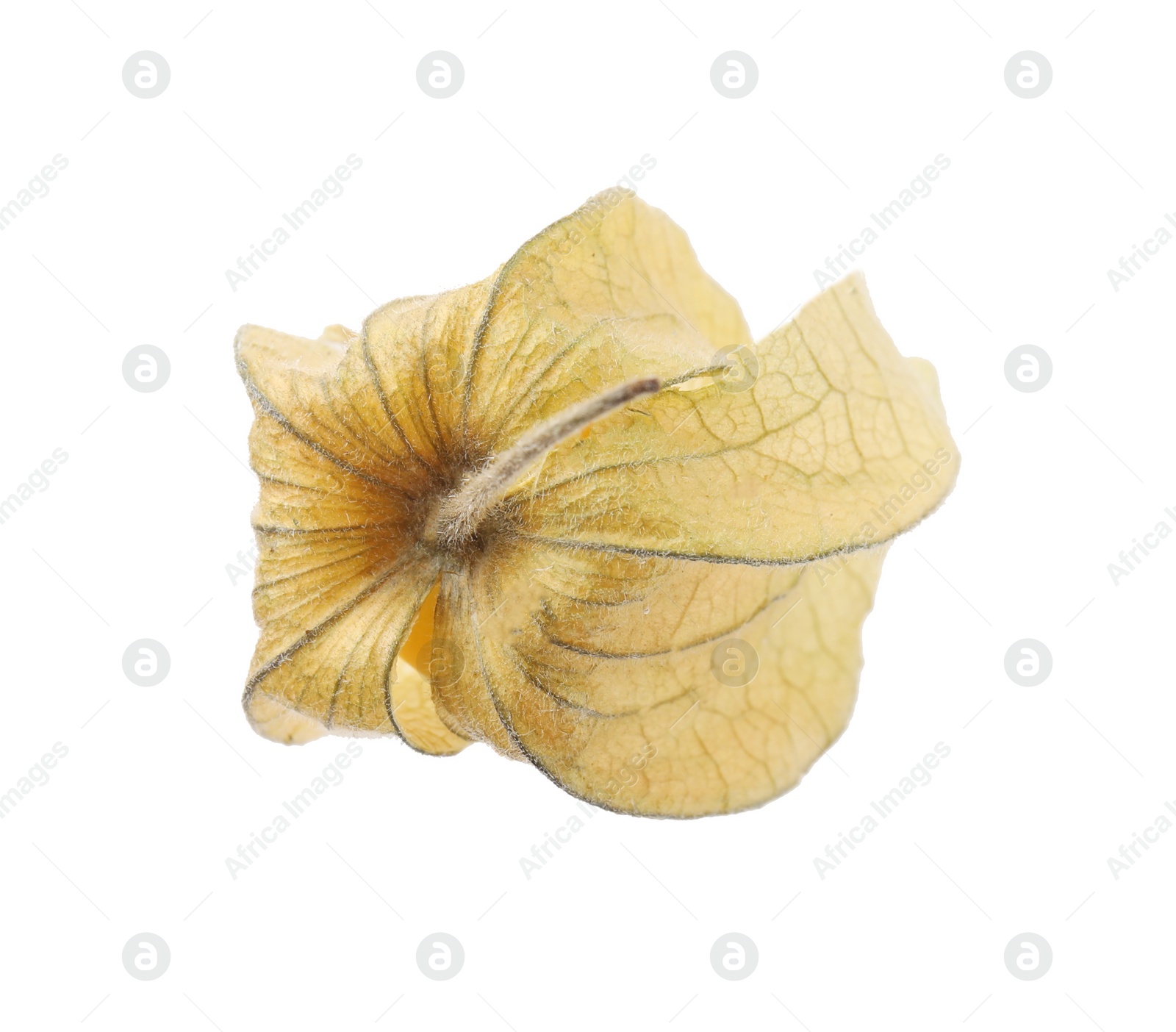 Photo of Ripe physalis fruit with calyx isolated on white