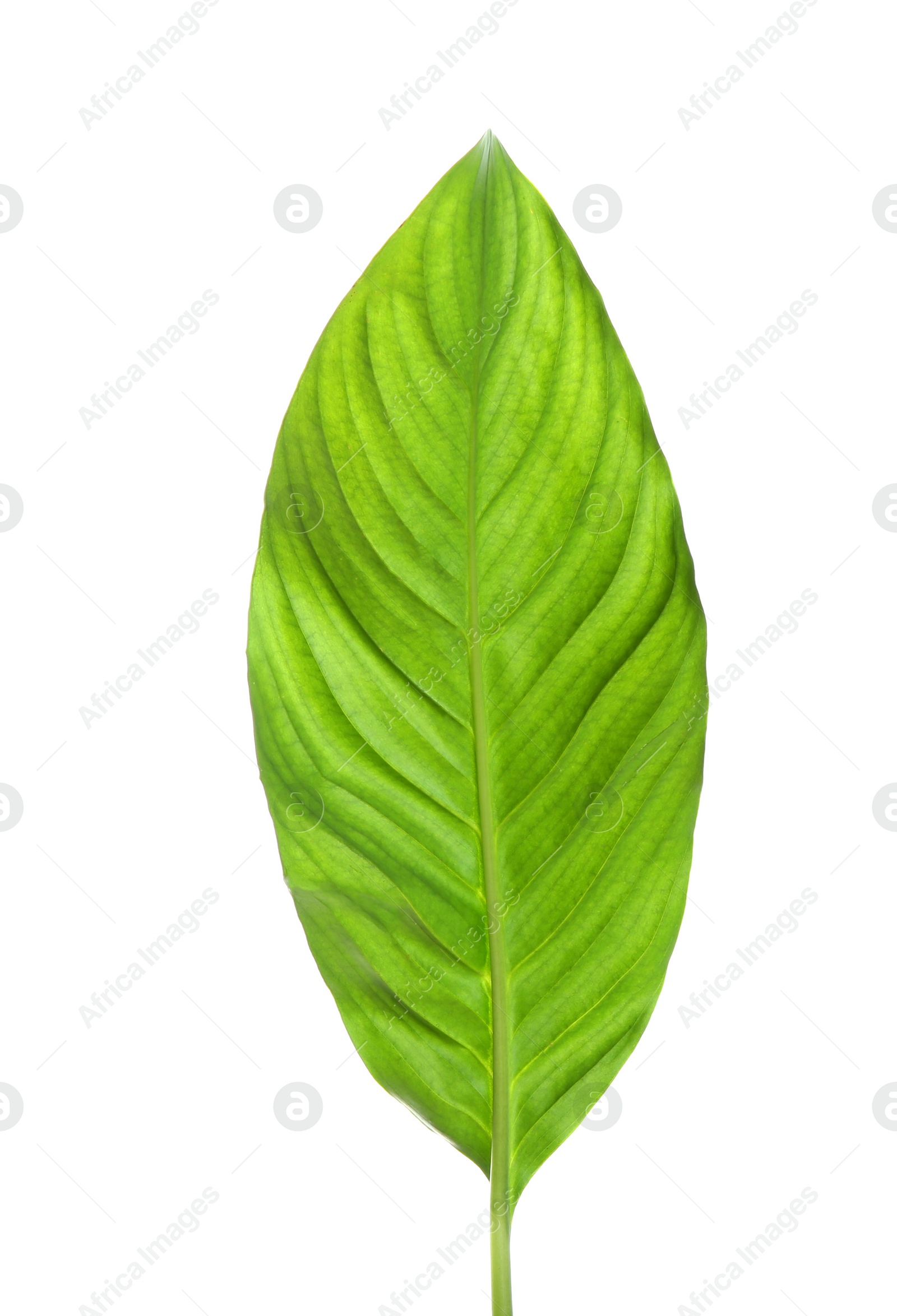 Photo of Beautiful tropical Spathiphyllum leaf on white background